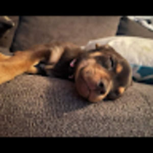 Meet your Posher, Dax